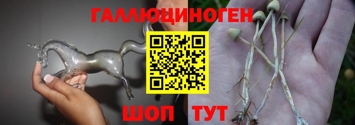 где найти   Галлюциногенные грибы Psilocybine cubensis  Вход с VPN  Торжок 